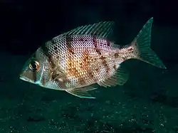 Gymnocranius griseus