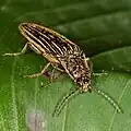 Melanotus staudingeri, Costa Rica