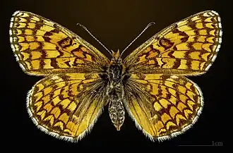 Female dorsal - MHNT