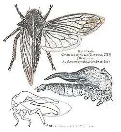 A drawing of a Centrotus cornutus