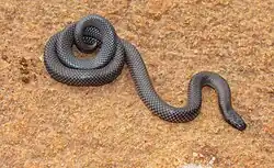 Micrelaps_vaillanti_459696