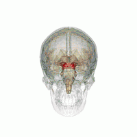The rostromedial tegmental nucleus (RMTg) is located in the midbrain (pictured above) of the brainstem. The release of dopamine in the RMTg characterizes the euphoria and reinforcement of opioids.
