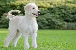 Cream goldendoodle