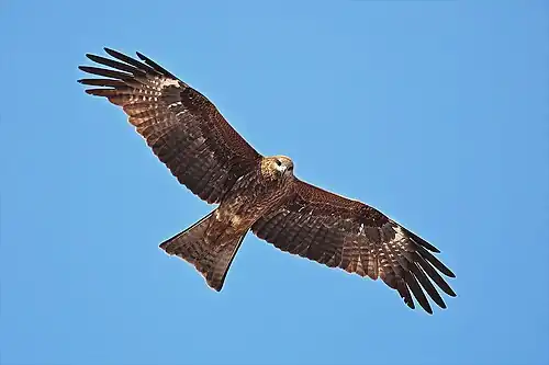 Milvus migrans -Kathmandu, Nepal-444