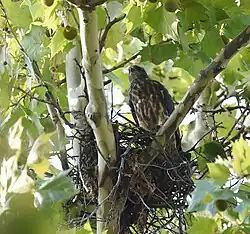 A juvenile Mississippi Kite stands in a nest