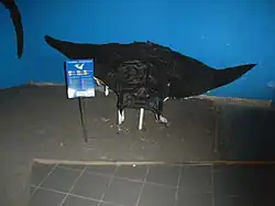 Mobula mobular