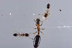 workers with queen from Japan