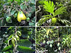 Images clockwise from upper left: Cashew, Breadfruit, Mango, Ylang ylang.