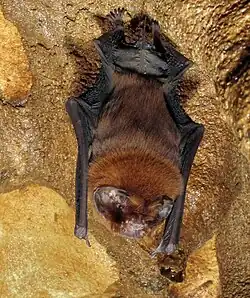 Brown bat