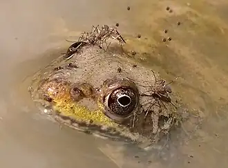 Feeding on a frog