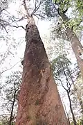 Reaching for the sky, Kalatha giant tree walk, Sylvia Creek Rd, Toolangi, Victorian Central Highlands, Australia