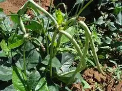 A picture of Vigna unguiculalta also known as mpindi in Luganda.