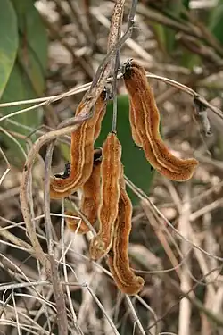 Mucuna poggei