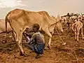 Boy milking cow in Mundari tribe, South Sudan.