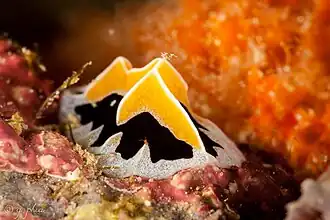 Mushroom coral reticulidia (Reticulidia fungia, at Wakatobi National Park, Indonesia, 2018[56]