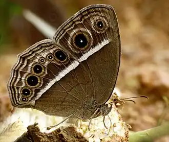 Ventral view
