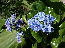 Many bright blue flowers