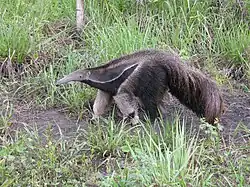 Giant anteater