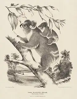 The Koala, or Native Bear,, Phascolarctos cinereus,, illustration by Harriet Morgan,, from Krefft's The Mammals of Australia (1871f).