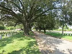Old trees along Military Cemetery Road