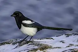 Eurasian magpie, Vaxholm, Stockholm