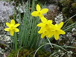 Flowers of Narcissus rupicola
