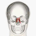 Position of nasalis muscle (shown in red).