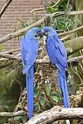 Two hyacinth macaws.