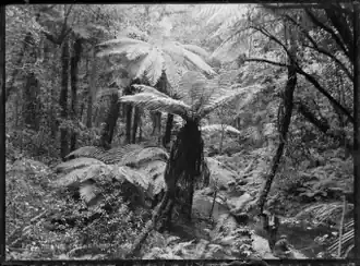 Native bush with tree ferns, a stream, and two men in right foreground, at Korokoro