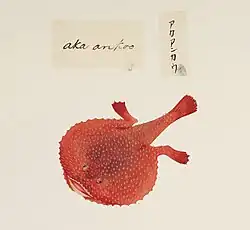 Painting of Halieutaea stellata by Ishizaki Yūshi, 1825