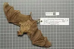 Brown bat