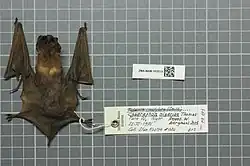Preserved brown bat