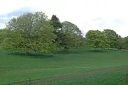 Near Balcarres: Mature trees and a section of the disused drive into Balcarres House