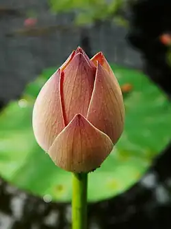 Lotus bud