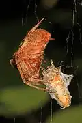 Neoscona crucifera with prey Virginia, USA