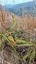 Pitcher plant along the slopes of Mt. Tapyas