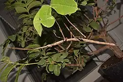 Nesiophasma giganteum female