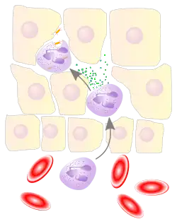 A cartoon depicting a blood vessel and its surrounding tissue cells. There are three similar white blood cells, one in the blood and two among the tissue cells. The ones in the tissue are producing granules that can destroy bacteria.