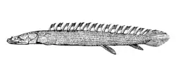 Nile bichir Polypterus bichir