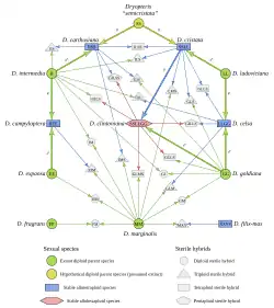 North American Dryopteris reticulate complex
