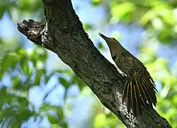 In a dominance display, a northern flicker spreads its wings to show off its size and colors