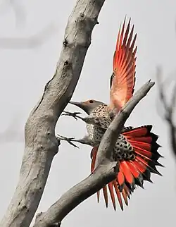 A northern flicker at a tree in the Seedskadee National Wildlife Refuge in Wyoming
