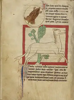 A crocotta, Northumberland Bestiary, England, circa (1250-1260).