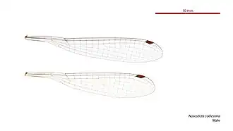 Photo of male wings