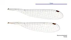 Female wings