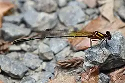 Male