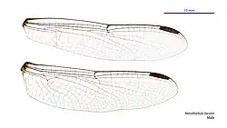 Male wings