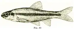 Illustration of "Miniellus heterodon"