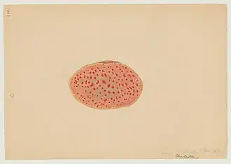 watercolor of a Nudibranch