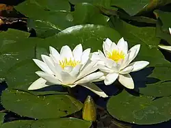 Nymphaea alba